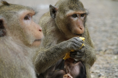 Asian Granny Exploration, 2010